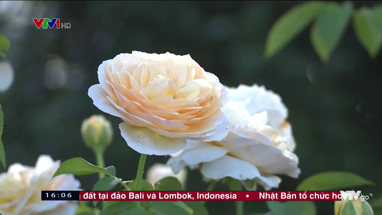 Ecopark TV | Thời sự 16h/VTV1/06082018 Sức sống mới ở Văn Giang